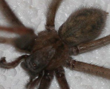 Tegenaria sp.